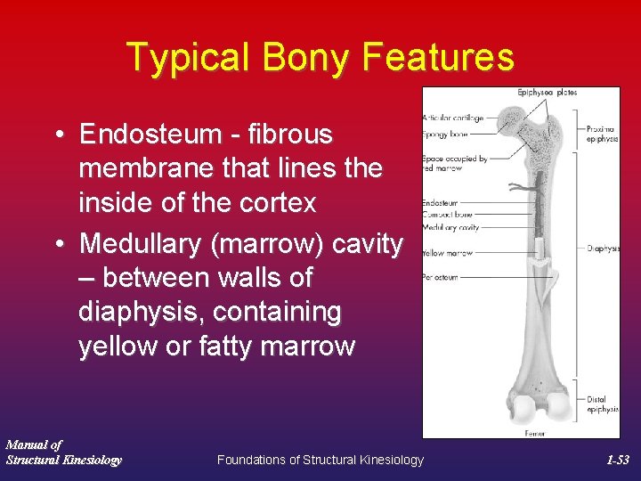 Typical Bony Features • Endosteum - fibrous membrane that lines the inside of the