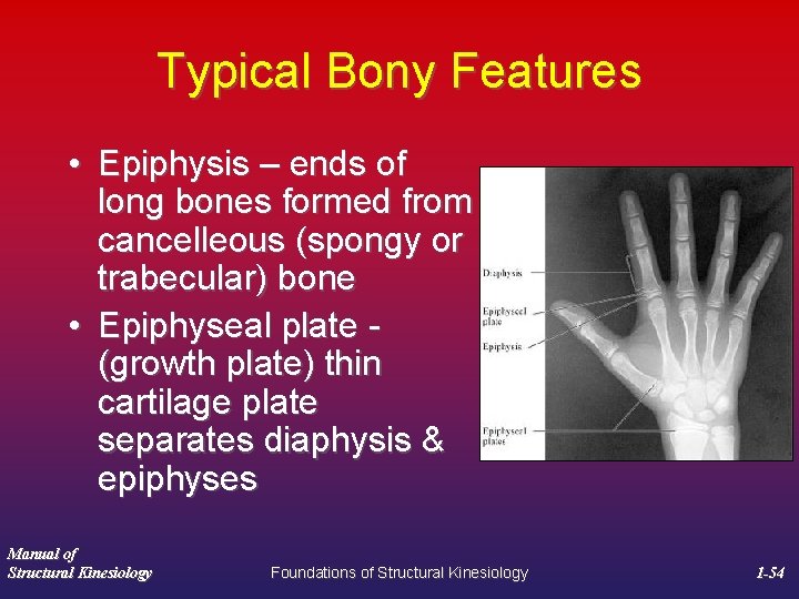 Typical Bony Features • Epiphysis – ends of long bones formed from cancelleous (spongy