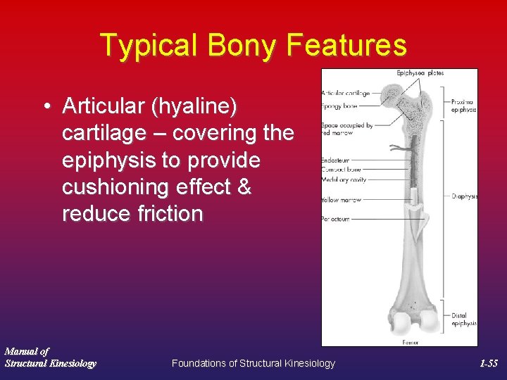 Typical Bony Features • Articular (hyaline) cartilage – covering the epiphysis to provide cushioning