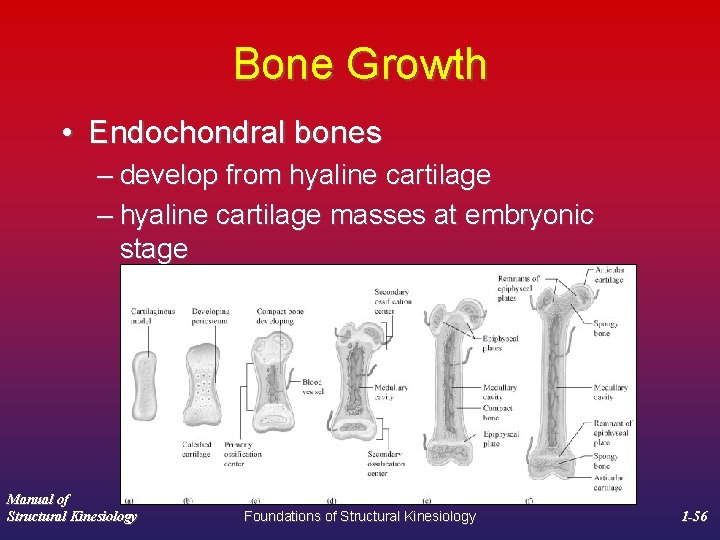 Bone Growth • Endochondral bones – develop from hyaline cartilage – hyaline cartilage masses