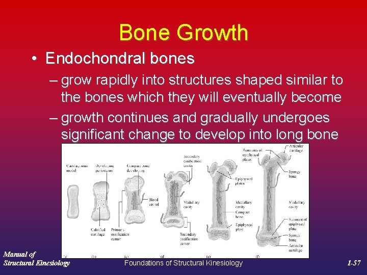 Bone Growth • Endochondral bones – grow rapidly into structures shaped similar to the