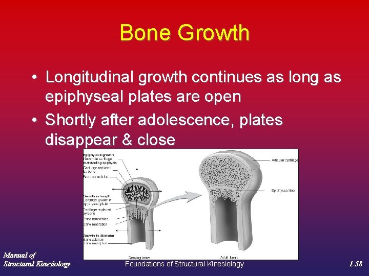 Bone Growth • Longitudinal growth continues as long as epiphyseal plates are open •