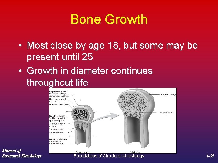 Bone Growth • Most close by age 18, but some may be present until