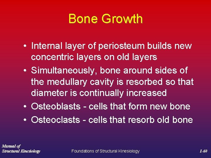 Bone Growth • Internal layer of periosteum builds new concentric layers on old layers