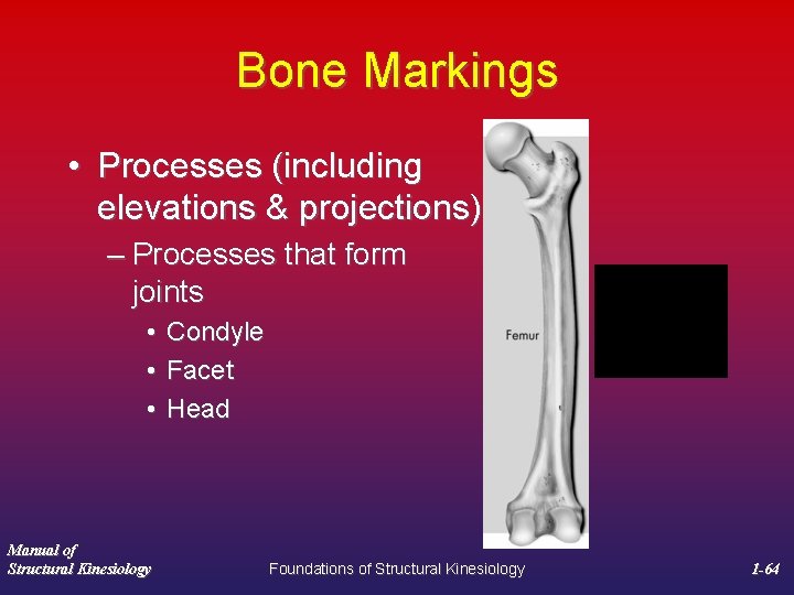 Bone Markings • Processes (including elevations & projections) – Processes that form joints •