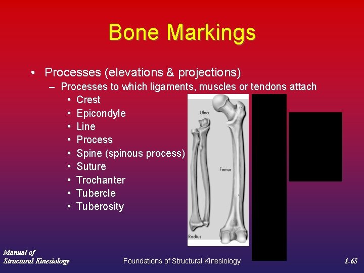 Bone Markings • Processes (elevations & projections) – Processes to which ligaments, muscles or
