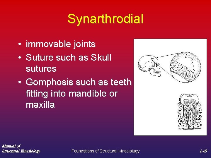 Synarthrodial • immovable joints • Suture such as Skull sutures • Gomphosis such as
