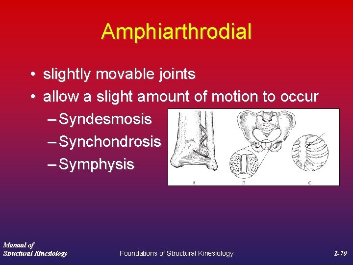 Amphiarthrodial • slightly movable joints • allow a slight amount of motion to occur