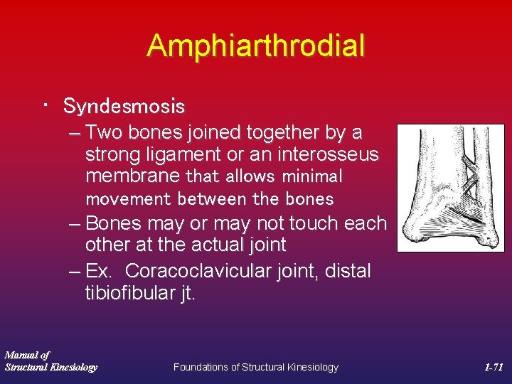 Amphiarthrodial • Syndesmosis – Two bones joined together by a strong ligament or an