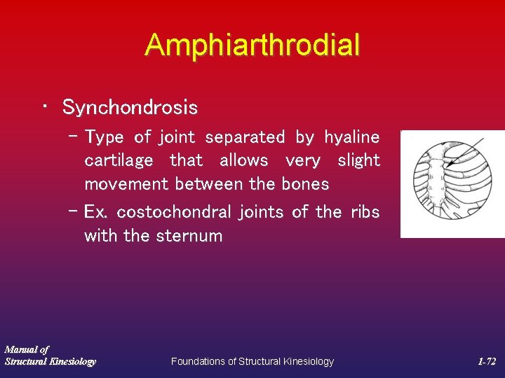 Amphiarthrodial • Synchondrosis – Type of joint separated by hyaline cartilage that allows very