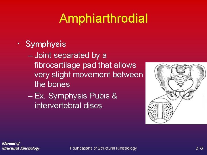 Amphiarthrodial • Symphysis – Joint separated by a fibrocartilage pad that allows very slight