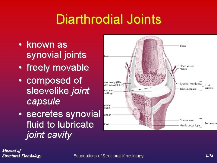 Diarthrodial Joints • known as synovial joints • freely movable • composed of sleevelike