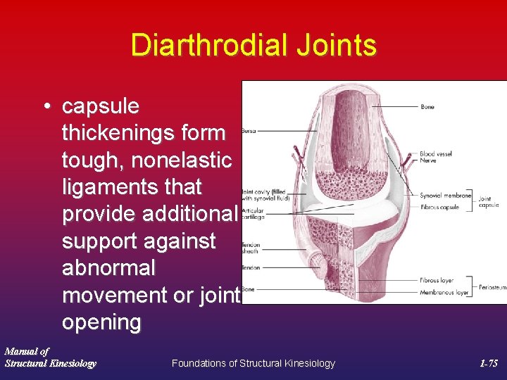 Diarthrodial Joints • capsule thickenings form tough, nonelastic ligaments that provide additional support against