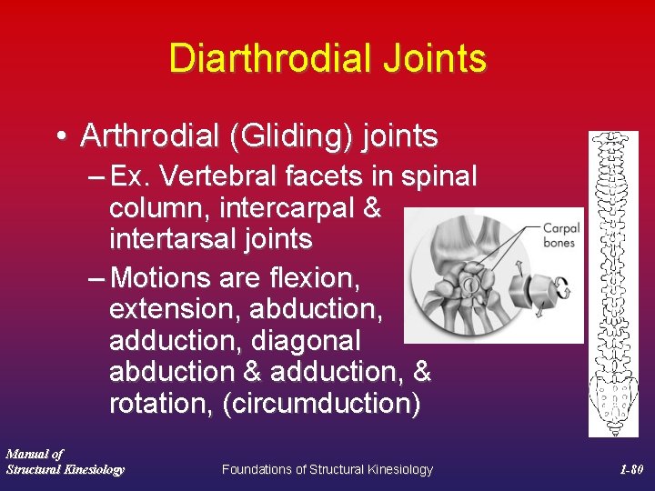 Diarthrodial Joints • Arthrodial (Gliding) joints – Ex. Vertebral facets in spinal column, intercarpal