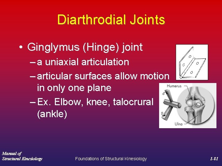 Diarthrodial Joints • Ginglymus (Hinge) joint – a uniaxial articulation – articular surfaces allow