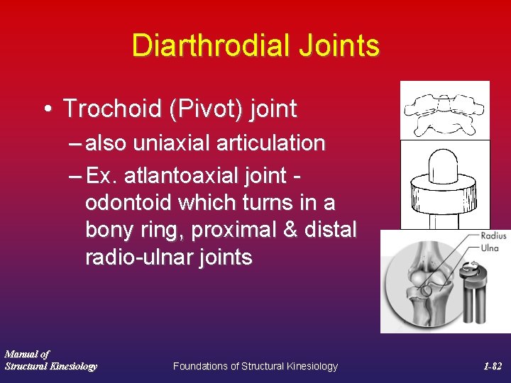 Diarthrodial Joints • Trochoid (Pivot) joint – also uniaxial articulation – Ex. atlantoaxial joint