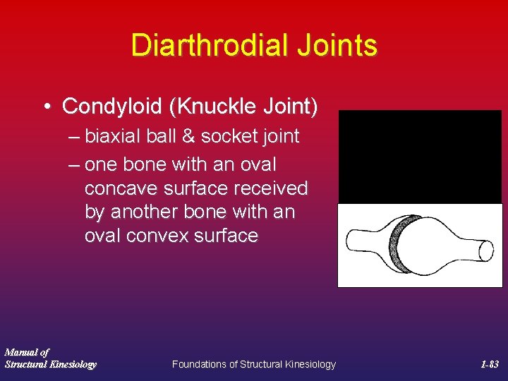 Diarthrodial Joints • Condyloid (Knuckle Joint) – biaxial ball & socket joint – one