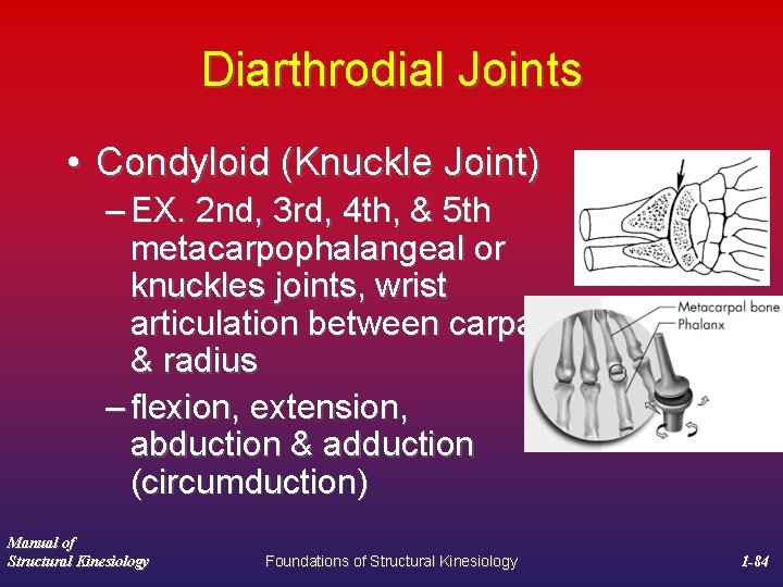 Diarthrodial Joints • Condyloid (Knuckle Joint) – EX. 2 nd, 3 rd, 4 th,