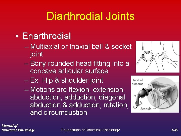 Diarthrodial Joints • Enarthrodial – Multiaxial or triaxial ball & socket joint – Bony