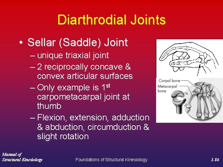 Diarthrodial Joints • Sellar (Saddle) Joint – unique triaxial joint – 2 reciprocally concave