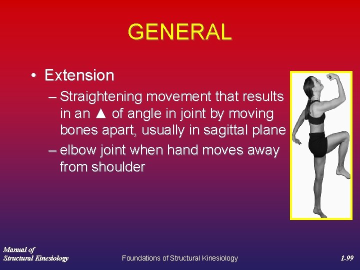 GENERAL • Extension – Straightening movement that results in an ▲ of angle in