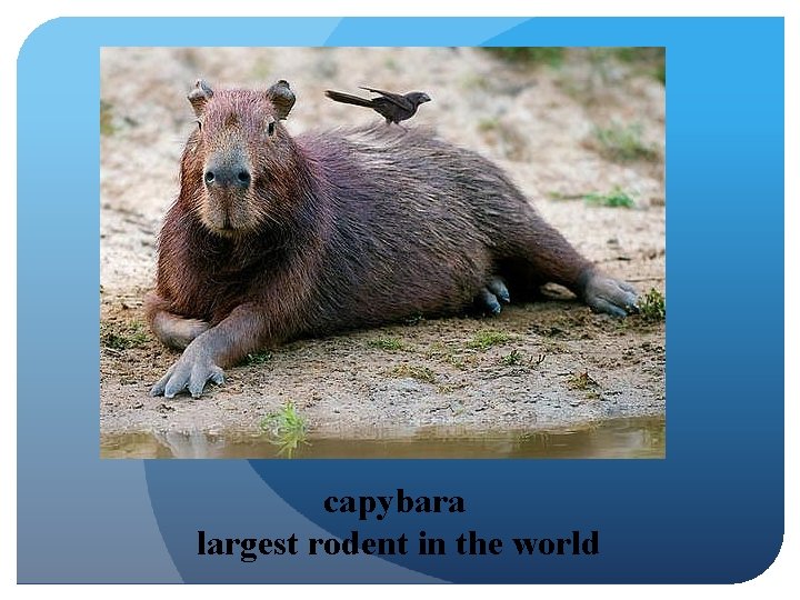 capybara largest rodent in the world 