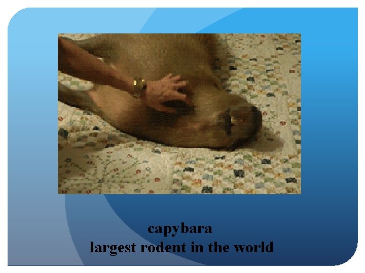 capybara largest rodent in the world 