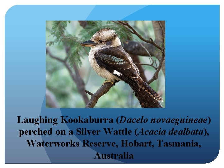 Laughing Kookaburra (Dacelo novaeguineae) perched on a Silver Wattle (Acacia dealbata), Waterworks Reserve, Hobart,