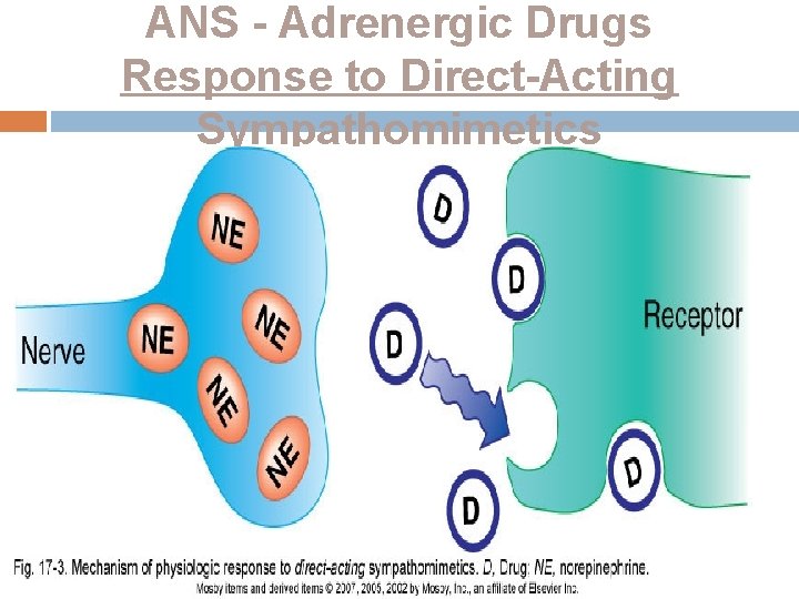 ANS - Adrenergic Drugs Response to Direct-Acting Sympathomimetics ANS - Adrenergic Drugs Response to Direct-Acting Sympathomimetics