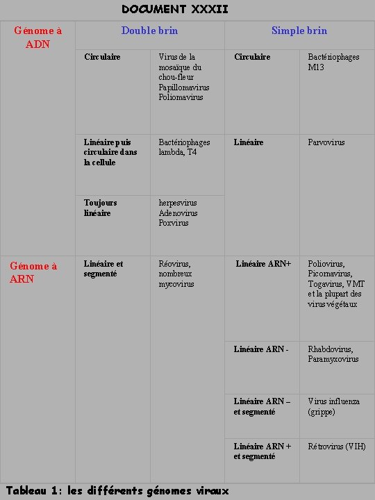 DOCUMENT XXXII Double brin Génome à ADN Génome à ARN Simple brin Circulaire Virus