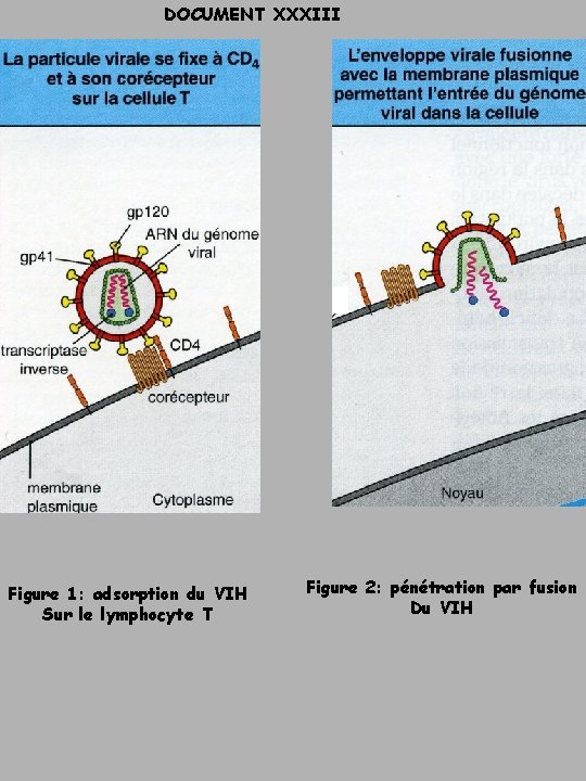 DOCUMENT XXXIII Figure 1: adsorption du VIH Sur le lymphocyte T Figure 2: pénétration