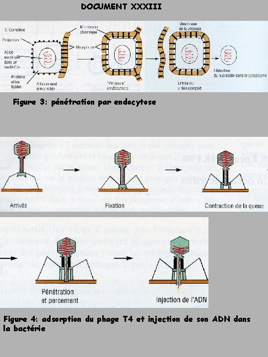 DOCUMENT XXXIII Figure 3: pénétration par endocytose Figure 4: adsorption du phage T 4