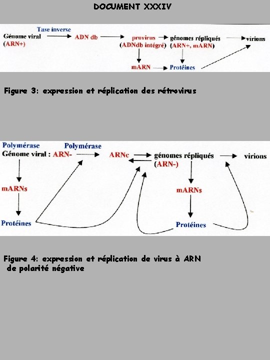 DOCUMENT XXXIV Figure 3: expression et réplication des rétrovirus Figure 4: expression et réplication