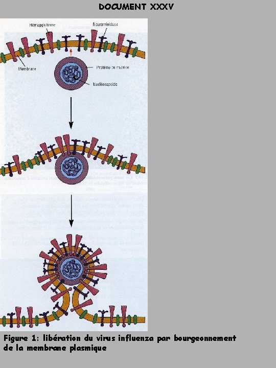 DOCUMENT XXXV Figure 1: libération du virus influenza par bourgeonnement de la membrane plasmique