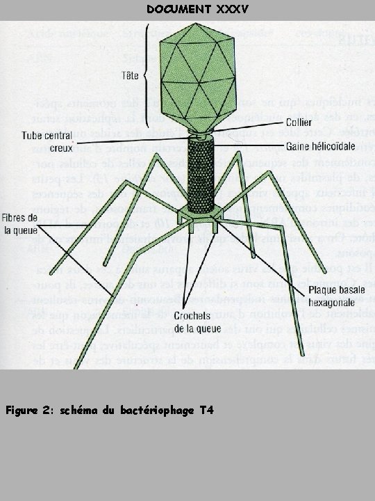 DOCUMENT XXXV Figure 2: schéma du bactériophage T 4 