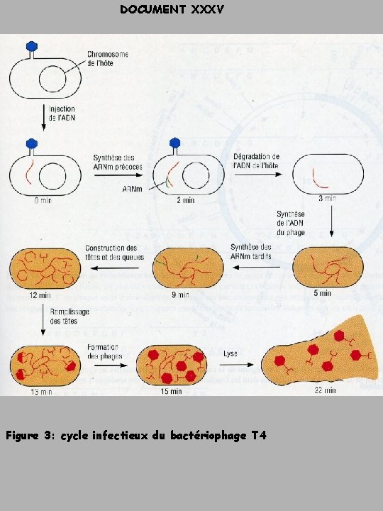 DOCUMENT XXXV Figure 3: cycle infectieux du bactériophage T 4 