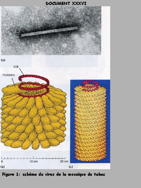 DOCUMENT XXXVI Figure 1: schéma du virus de la mosaïque du tabac 