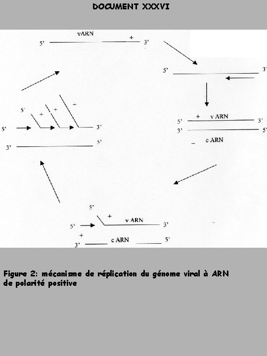 DOCUMENT XXXVI Figure 2: mécanisme de réplication du génome viral à ARN de polarité