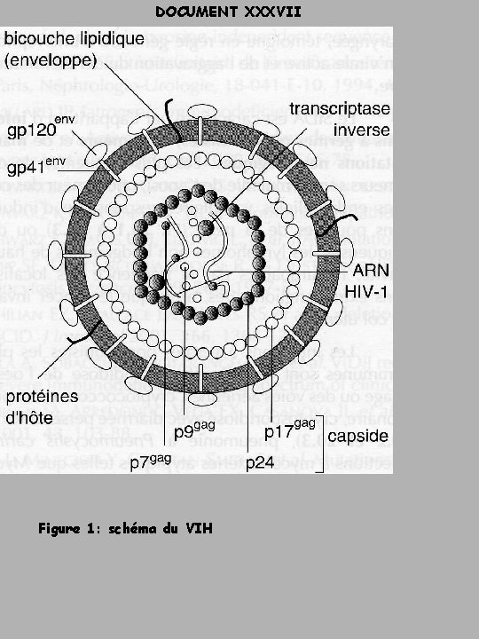 DOCUMENT XXXVII Figure 1: schéma du VIH 