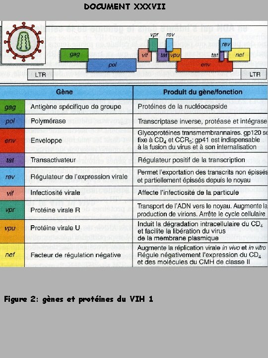 DOCUMENT XXXVII Figure 2: gènes et protéines du VIH 1 