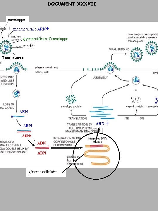 DOCUMENT XXXVII enveloppe génome viral : ARN glycoprotéines d’enveloppe Tase inv. capside Tase inverse