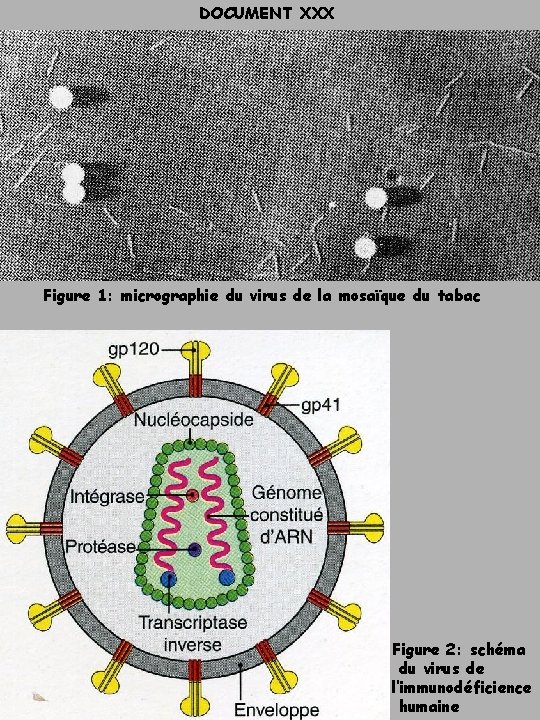 DOCUMENT XXX Figure 1: micrographie du virus de la mosaïque du tabac Figure 2: