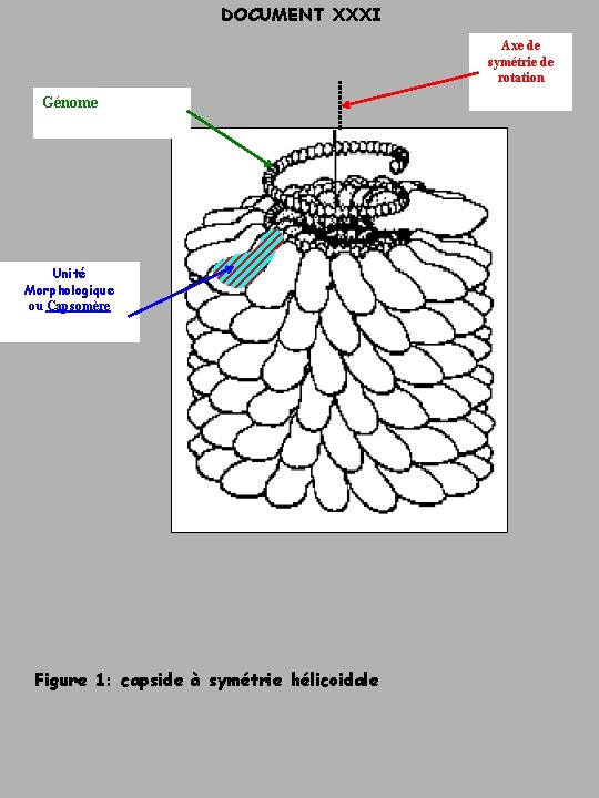 DOCUMENT XXXI Axe de symétrie de rotation Génome Unité Morphologique ou Capsomère Figure 1: