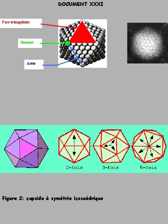 DOCUMENT XXXI Face triangulaire Sommet Arête Figure 2: capside à symétrie icosaédrique 