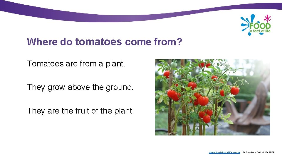 Where do tomatoes come from? Tomatoes are from a plant. They grow above the