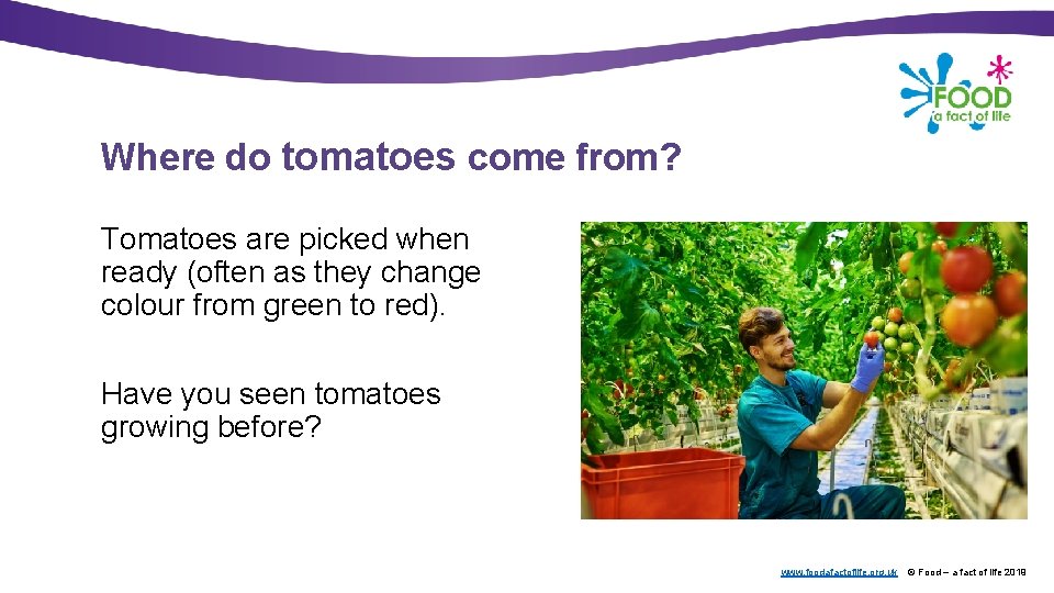 Where do tomatoes come from? Tomatoes are picked when ready (often as they change