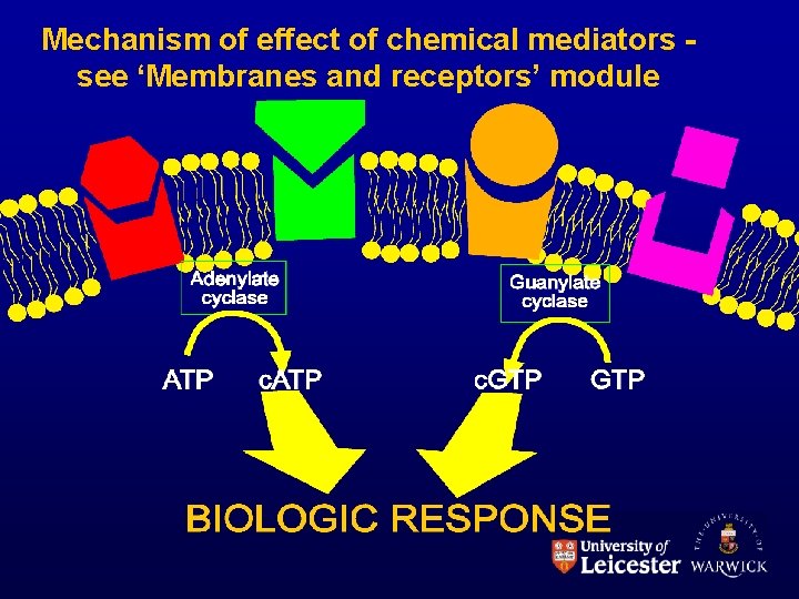 Mechanism of effect of chemical mediators see ‘Membranes and receptors’ module 