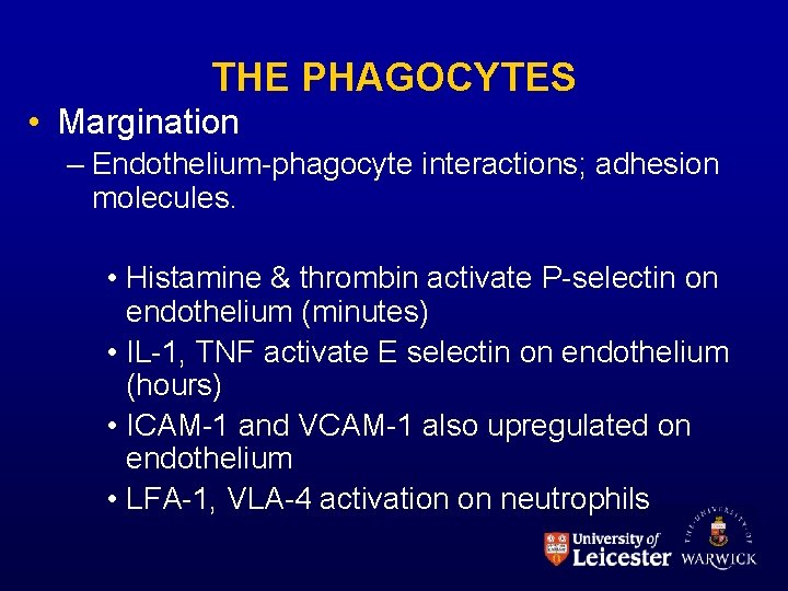 THE PHAGOCYTES • Margination – Endothelium-phagocyte interactions; adhesion molecules. • Histamine & thrombin activate