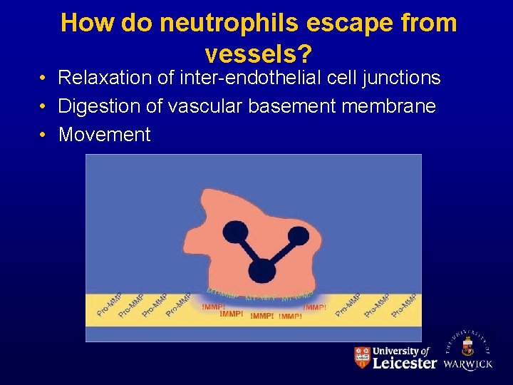 How do neutrophils escape from vessels? • Relaxation of inter-endothelial cell junctions • Digestion