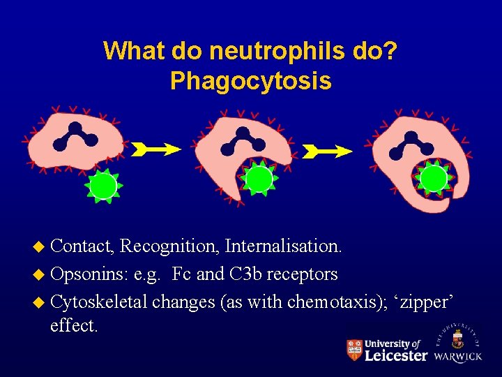 What do neutrophils do? Phagocytosis Contact, Recognition, Internalisation. Opsonins: e. g. Fc and C